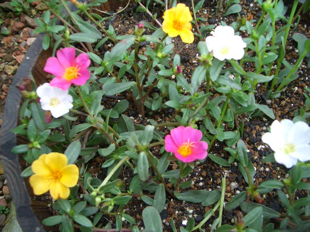 ポーチュラカの挿し芽 Happy Garden